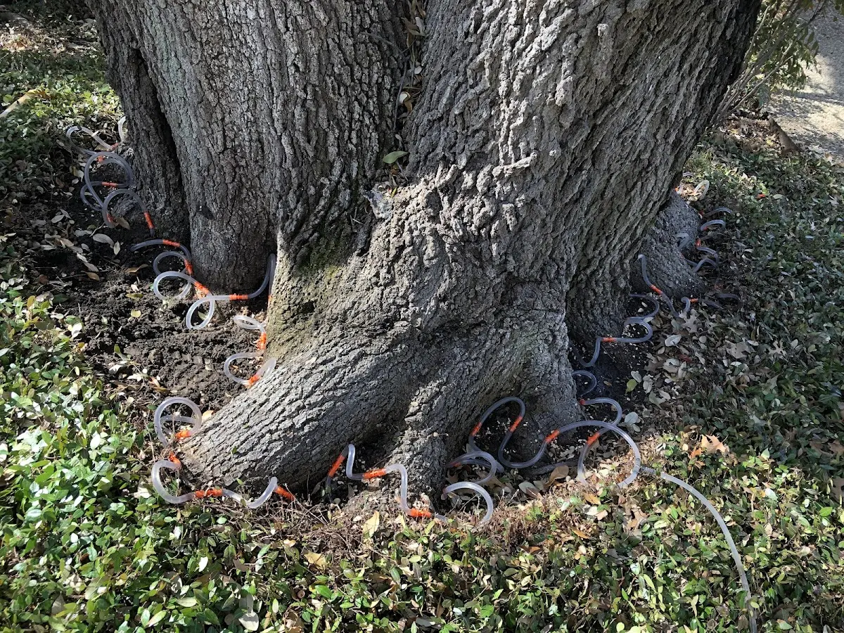 Detailed Tree Cabling and Bracing job site in Pleasureville