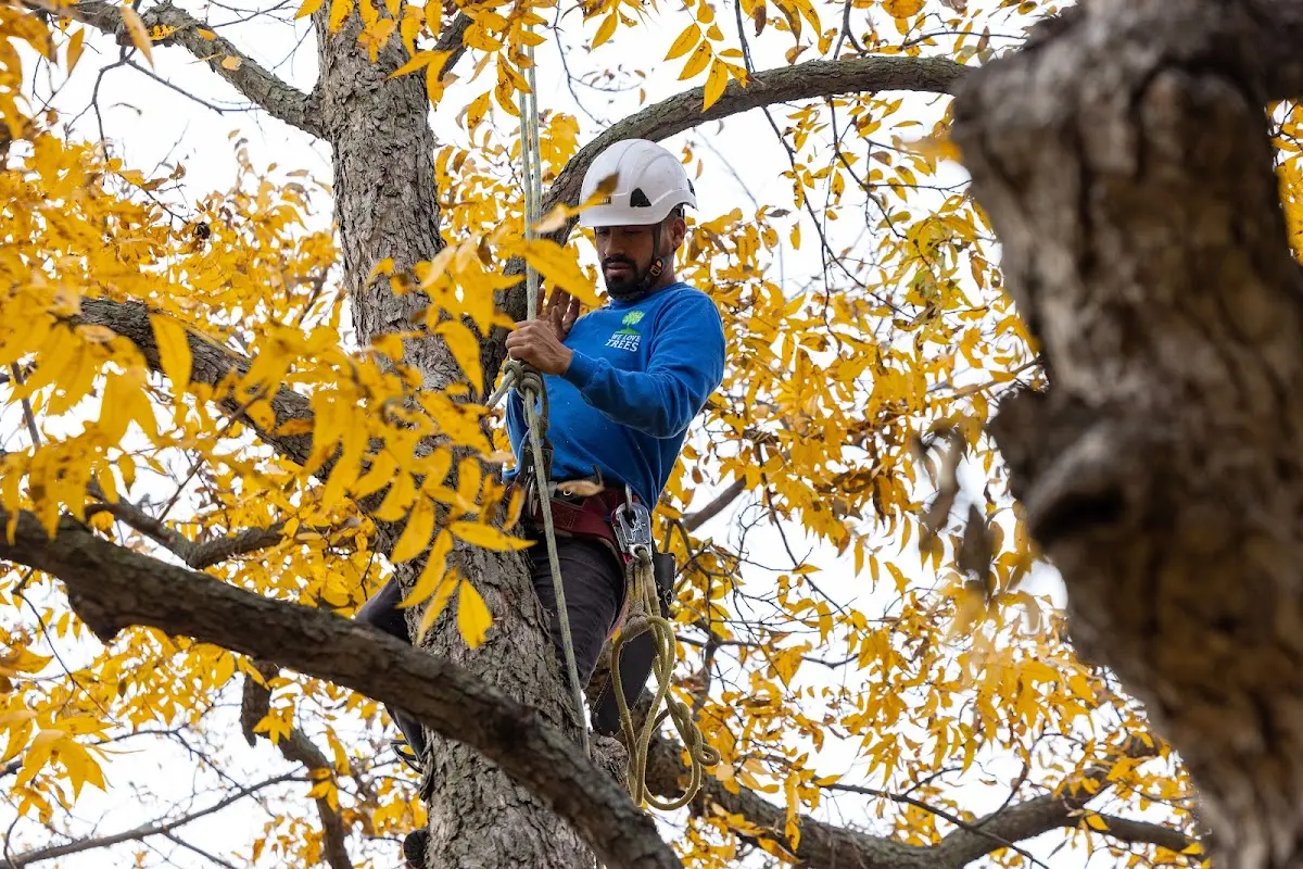 Skilled Tree Pruning crew working in Pleasureville